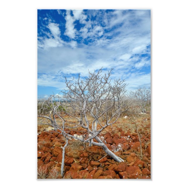 North Seymour Island Fotodruck (Vorne)