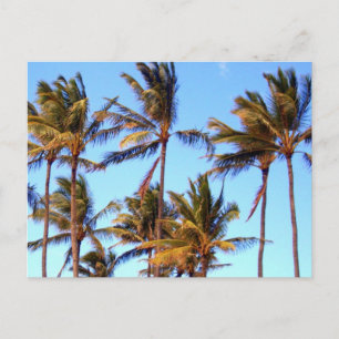 North Shore Palms Postkarte