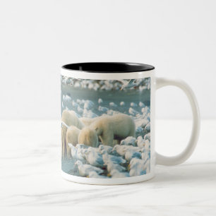 North Slope, Alaska. Eisbären Ursus Zweifarbige Tasse