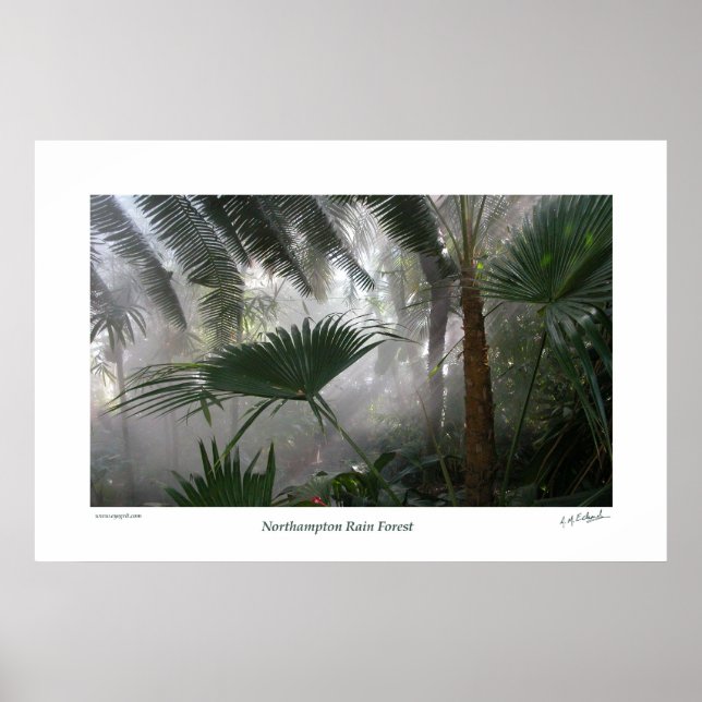 Northampton Rain Forest I Poster (Vorne)