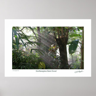 Northampton Rain Forest III Poster