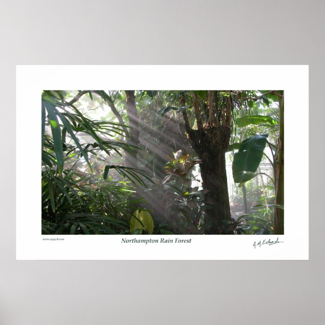 Northampton Rain Forest III Poster (Vorne)