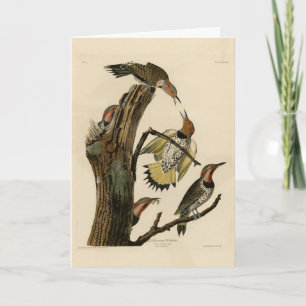 Norther Flicker von Audubons Vögeln in Amerika Karte