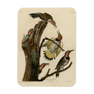 Norther Flicker von Audubons Vögeln in Amerika Magnet