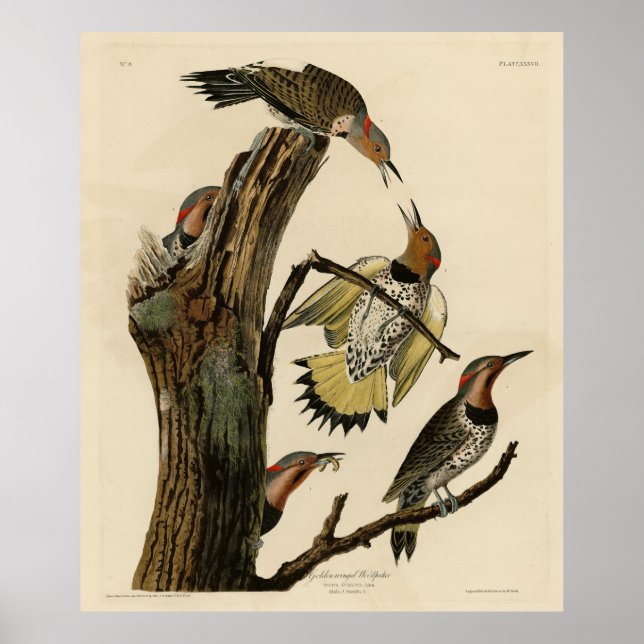 Norther Flicker von Audubons Vögeln in Amerika Poster (Vorne)