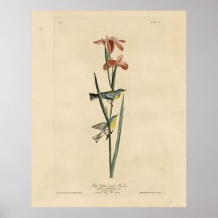 Norther Parula von Audubons Vögeln von Amerika Poster