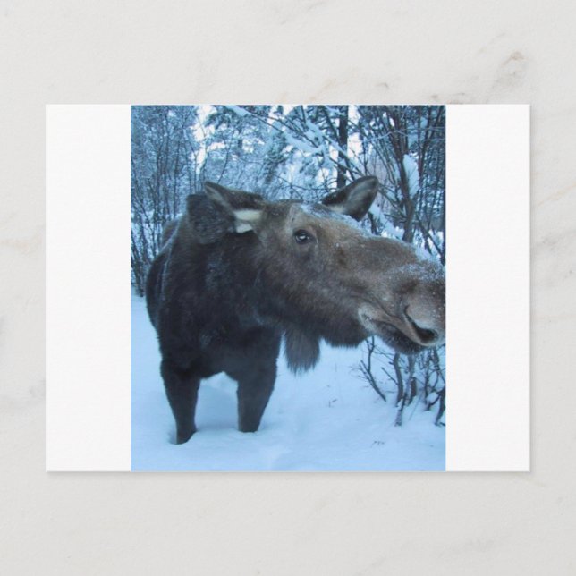 NORTHERMOOSE POSTKARTE (Vorderseite)