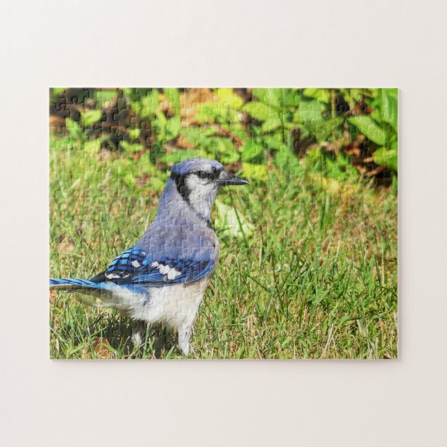 Northern Blue Jay (Horizontal)