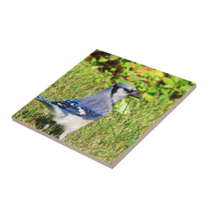 Northern Blue Jay Fliese