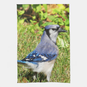Northern Blue Jay Geschirrtuch