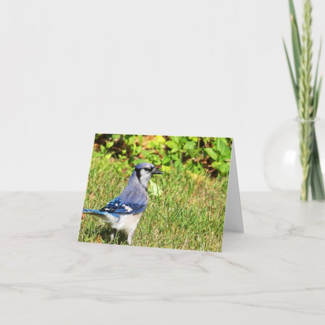 Northern Blue Jay Karte (Vorderseite)