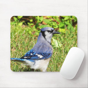 Northern Blue Jay Mousepad