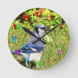 Northern Blue Jay Runde Wanduhr