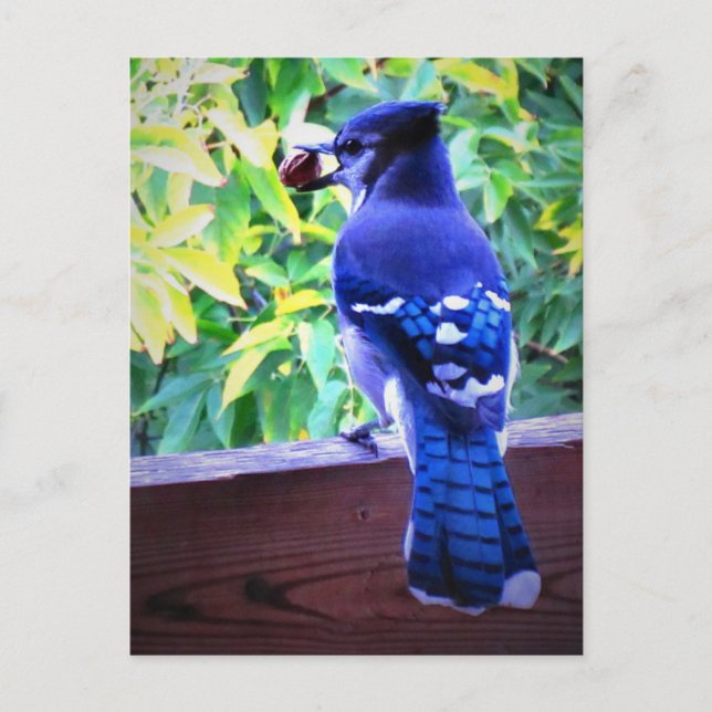Northern Blue Jay W Peanut Beautiful Blue Feathers Postkarte (Vorderseite)