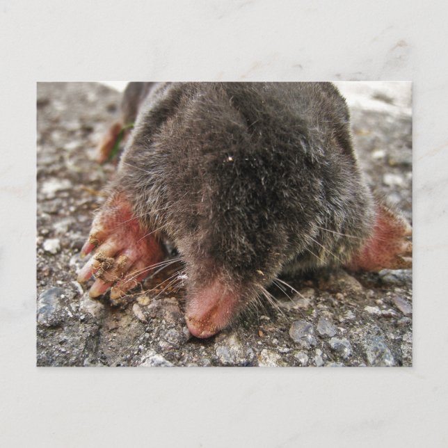 Northern Broadfoot Mole Postkarte (Vorderseite)