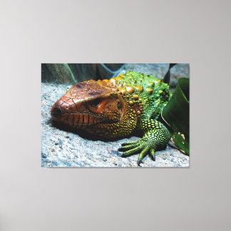 Northern Caiman Lizard Dracaena Guianensis Leinwanddruck