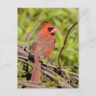 Northern Cardinal In Michigan Postkarte