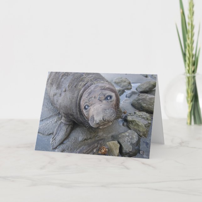 Northern Elephant Siegel Card Karte (Vorderseite)