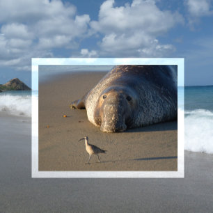 Northern Elephant Siegel Watches Bird Monterey Bay Postkarte