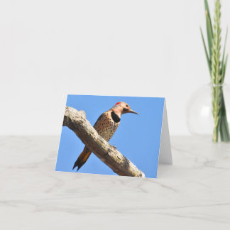 Northern Flicker - Blank Note Card Dankeskarte