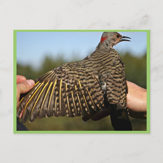 Northern Flicker, gelb-haftet Postkarte (Vorderseite)