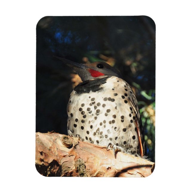 Northern Flicker - Spots Magnet (Vertikal)