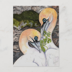 Northern Gannets Postkarte