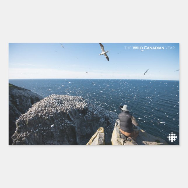 Northern Gannets Rechteckiger Aufkleber (Vorderseite)
