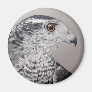 Northern Goshawk Magnet