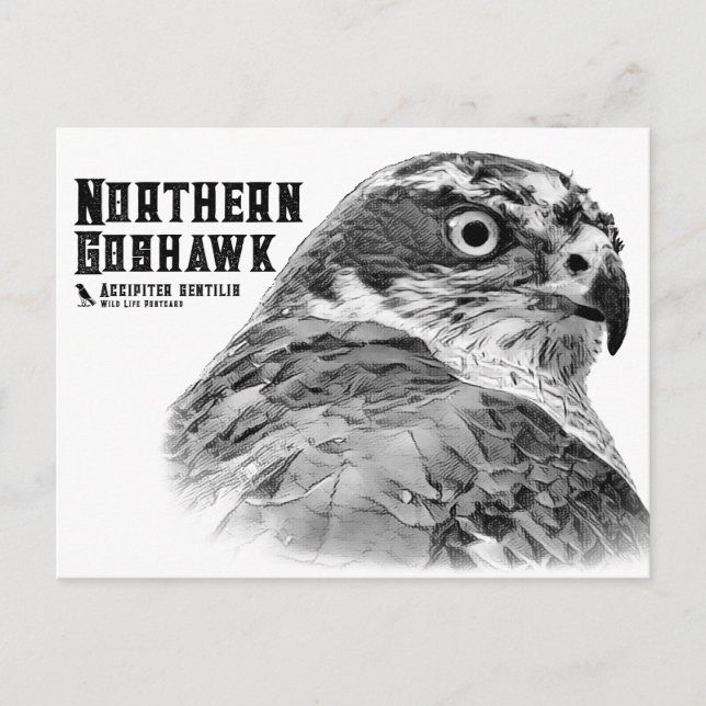 Northern Goshawk Postkarte (Vorderseite)