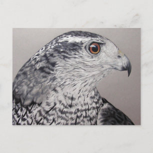 Northern Goshawk Postkarte