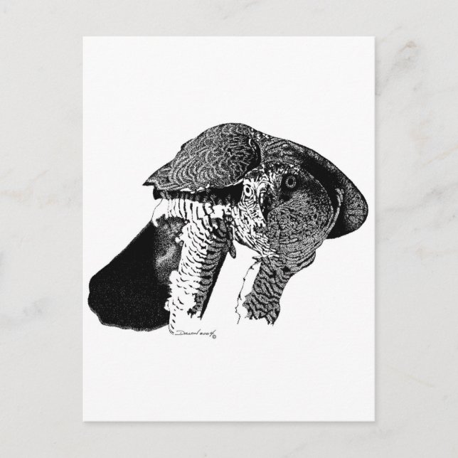 Northern Goshawk Postkarte (Vorderseite)