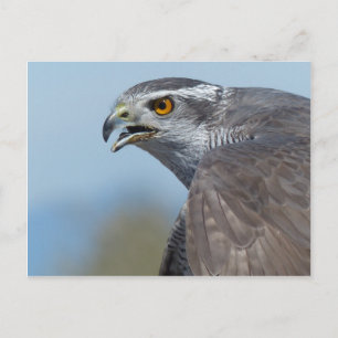 Northern Goshawk Screeching Postkarte