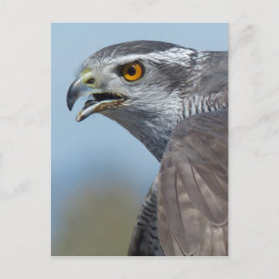 Northern Goshawk Screeching Postkarte