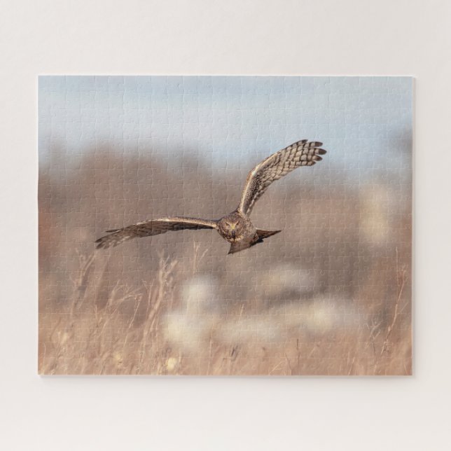 Northern Harrier (Horizontal)