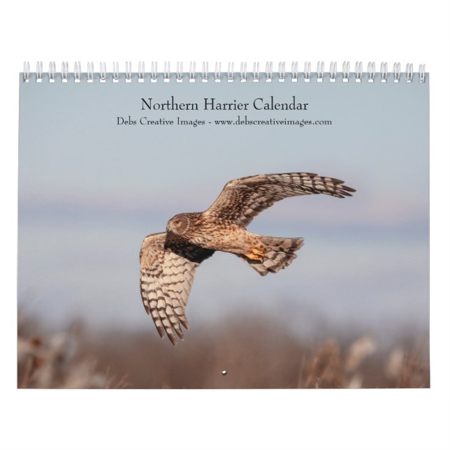 Northern Harrier 2026 Kalender (Titelbild)