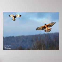 Northern Harrier and Kurz=Eared Owl Poster