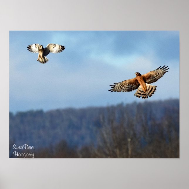 Northern Harrier and Kurz=Eared Owl Poster (Vorne)