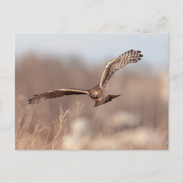 Northern Harrier Postkarte (Vorderseite)