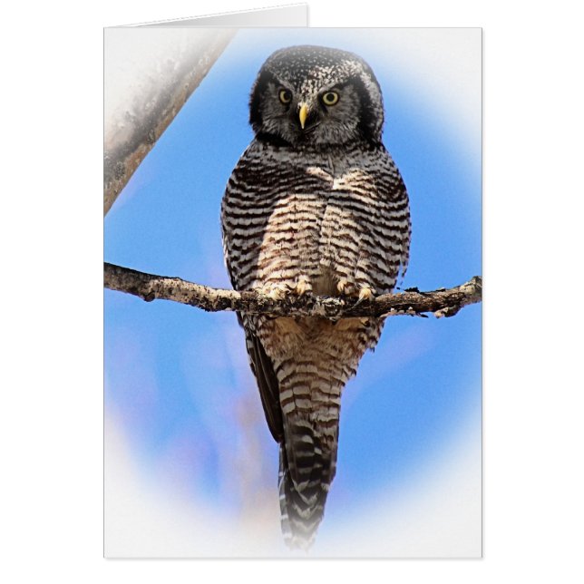 Northern Hawk Owl 4A (Vorne)