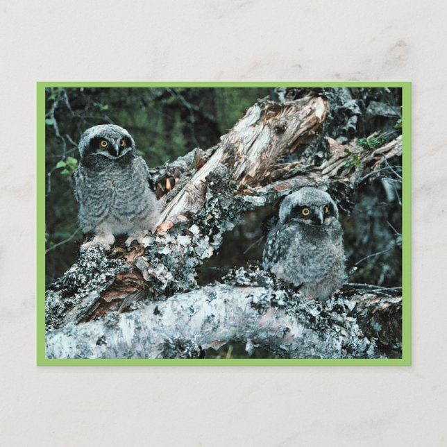 Northern Hawk Owl Chicks Postkarte (Vorderseite)