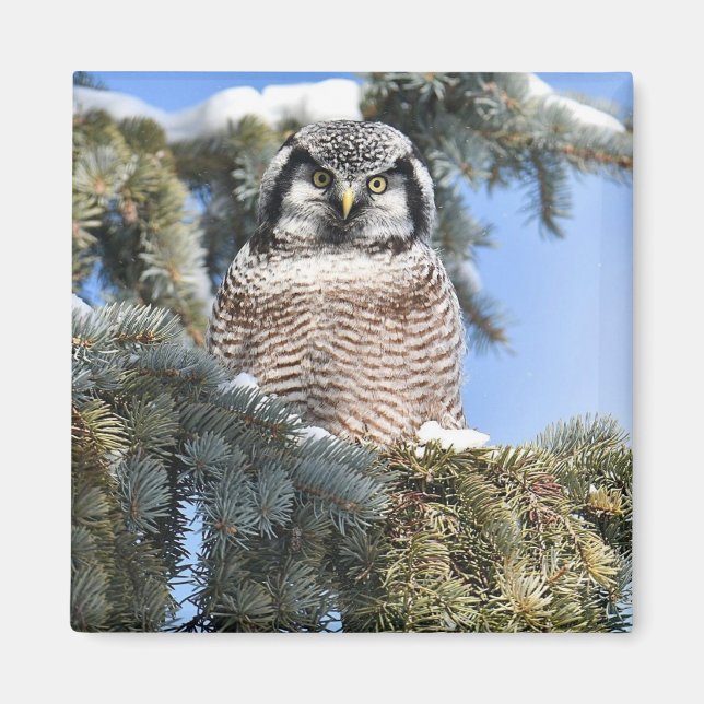 Northern Hawk Owl Magnet (Vorne)
