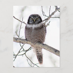 Northern Hawk Owl Postkarte