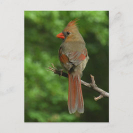 Northern Kardinal Bird Postcard Postkarte