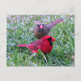 Northern Kardinal Couple Postcard Postkarte
