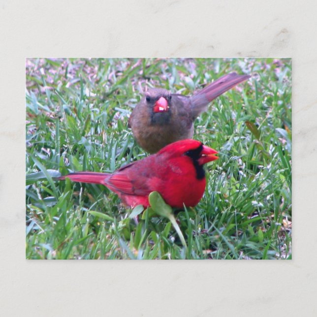 Northern Kardinal Couple Postcard Postkarte (Vorderseite)