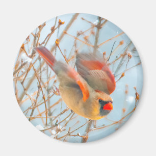 Northern Kardinal Flying - Original Fotografie Magnet