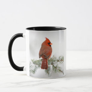 Northern Kardinal männlich on Blue Atlas Cedar Tasse