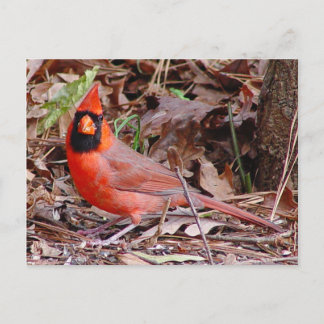 Northern Kardinal Postcard Postkarte