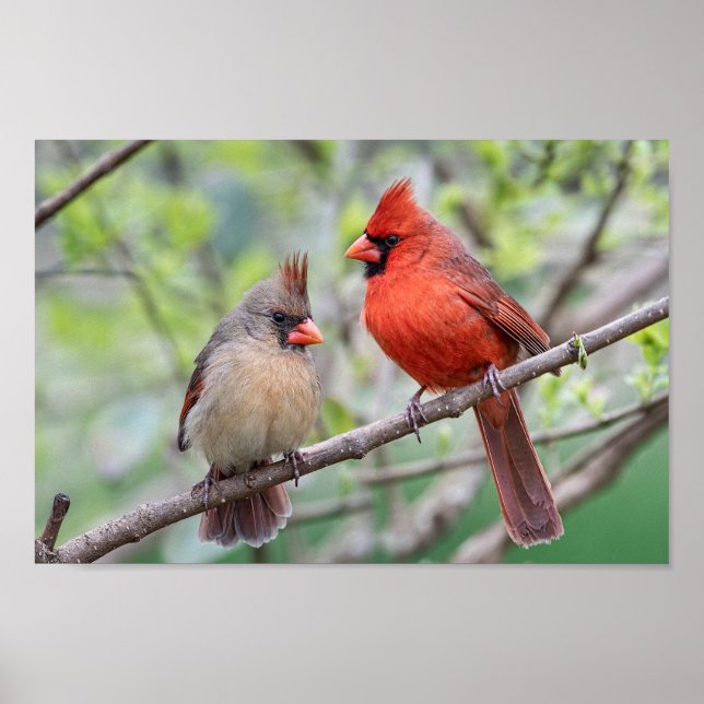 Northern Kardinals Mates of Life Poster (Vorne)